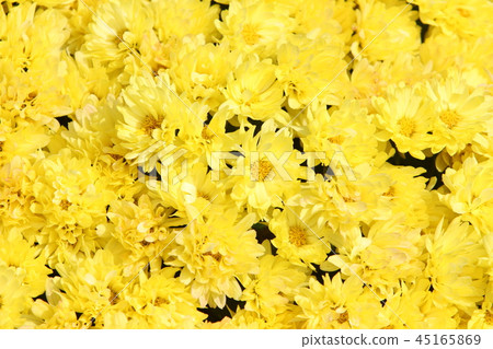 黃色的菊花 黃色的菊花 45165869