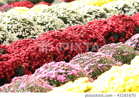Zaru chrysanthem 45165870