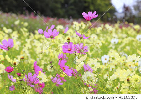 Colorful cosmos (Yellow campus etc.) Colorful cosmos (Yellow campus etc.) 45165873