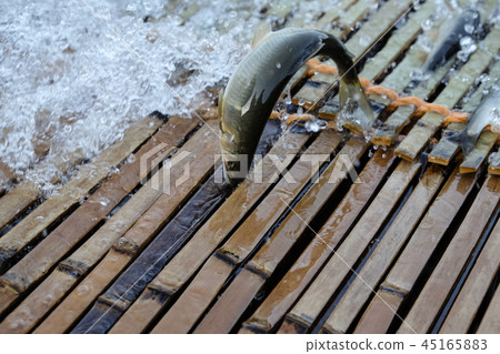 Tan fishing and fallen salmon incense fish Tan fishing and fallen salmon incense fish 45165883