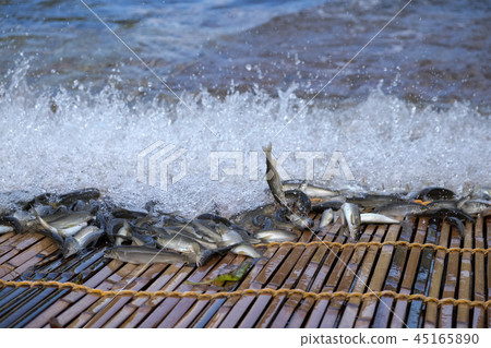 Tan fishing and fallen salmon incense fish 45165890