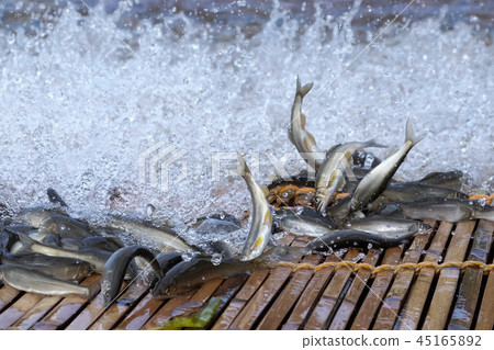 Autumn fish trap and fallen sweetfish 45165892