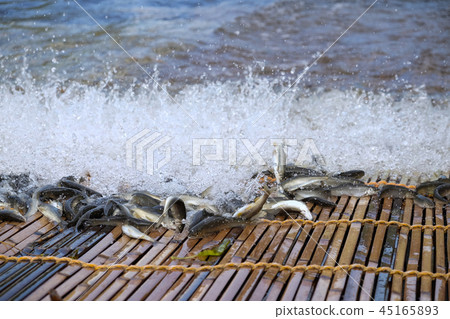 Tan fishing and fallen salmon incense fish 45165893
