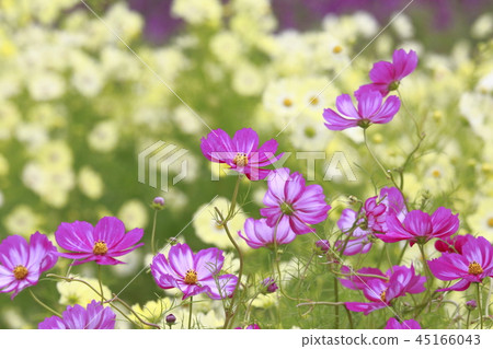 多彩宇宙(黃色校園等) 多彩宇宙(黃色校園等) 45166043