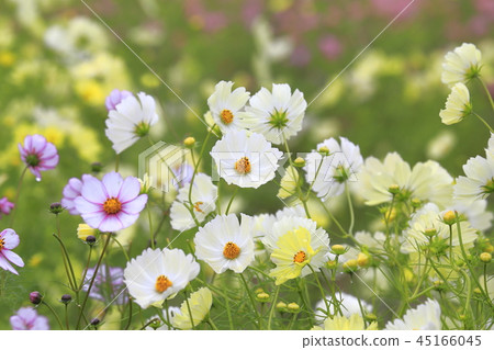 Colorful cosmos (Yellow campus etc.) 45166045