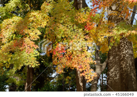 Momiji秋葉在Asukayama公園的 45166049