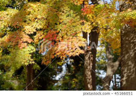 Momiji秋葉在Asukayama公園的 45166051