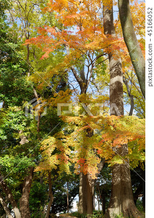 Momiji秋葉在Asukayama公園的 Momiji秋葉在Asukayama公園的 45166052