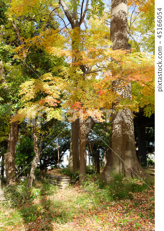 Autumn leaves of Momiji at Asukayama Park 45166054