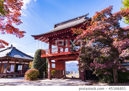 << Chino City, Nagano Prefecture >> Stunning autumn leaves << Chino City, Nagano Prefecture >> Stunning autumn leaves 45166801