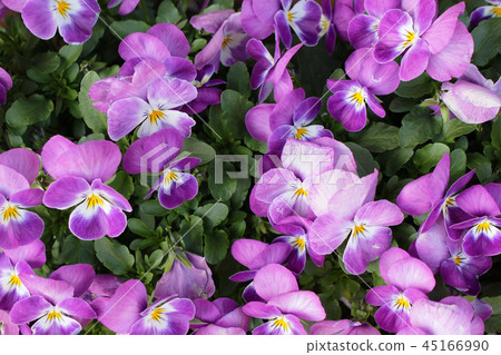 Red purple pansy flower Red purple pansy flower 45166990