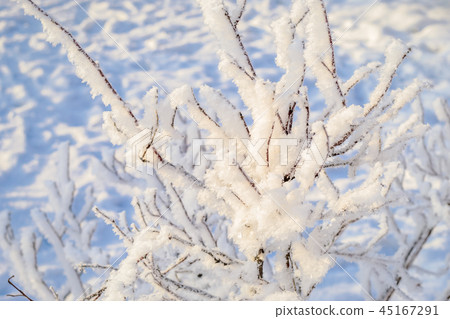 Frost blade grass in snowdrift. Winter background Frost blade grass in snowdrift. Winter background 45167291