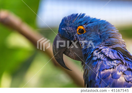 Portrait of Hyacinth macaw or Anodorhynchus hyacinthinus 45167545
