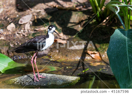 Black-winged stilt or Himantopus himantopus on stone 45167596
