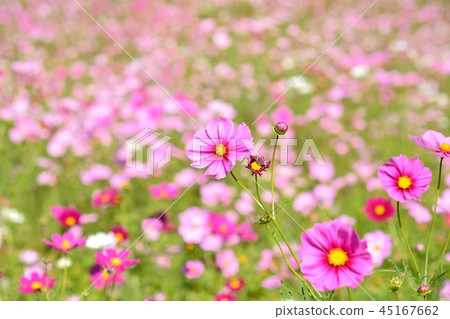 Cosmos field Cosmos field 45167662