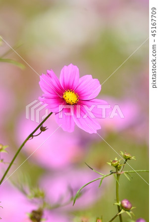  宇宙領域 45167709