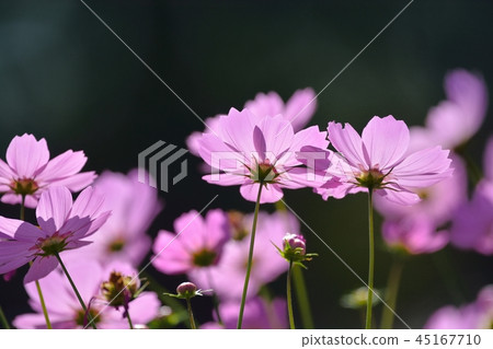  宇宙領域 45167710