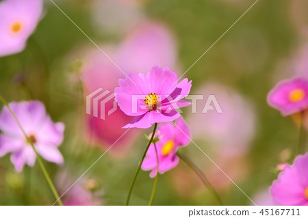  宇宙領域 45167711