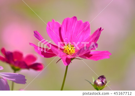  宇宙領域 45167712