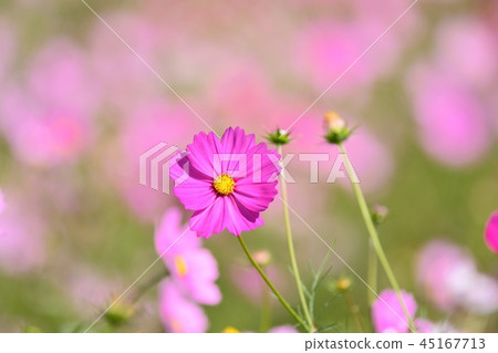  宇宙領域 45167713