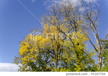 自然 楓樹 紅楓 45167784