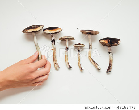 Girls gand holding psilocybin mushrooms on white background Girls gand holding psilocybin mushrooms on white background 45168475