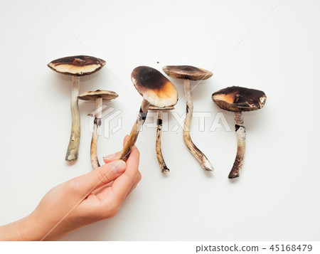 Girls gand holding psilocybin mushrooms on white background Girls gand holding psilocybin mushrooms on white background 45168479