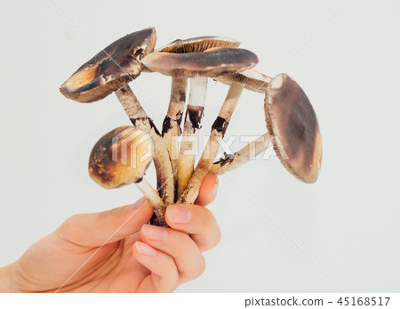Girls gand holding psilocybin mushrooms on white background Girls gand holding psilocybin mushrooms on white background 45168517