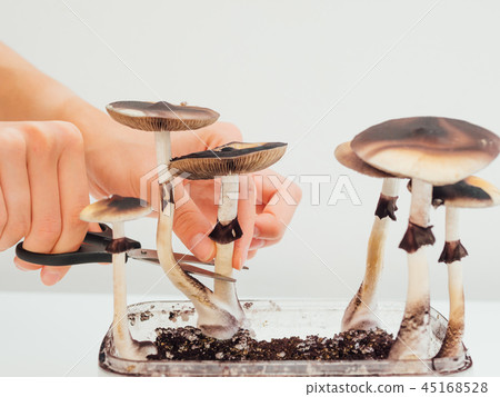 Hards picking magic psilocybin mushroom into box close up Hards picking magic psilocybin mushroom into box close up 45168528