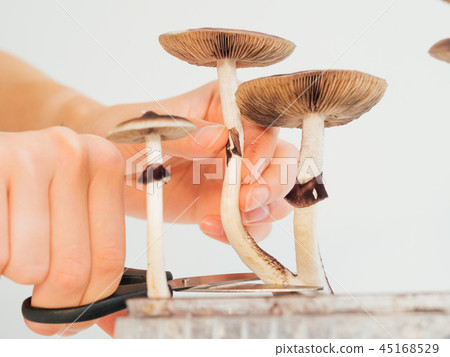 Hards picking magic psilocybin mushroom into box close up Hards picking magic psilocybin mushroom into box close up 45168529