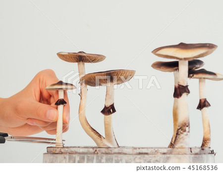 Hards picking magic psilocybin mushroom into box close up 45168536