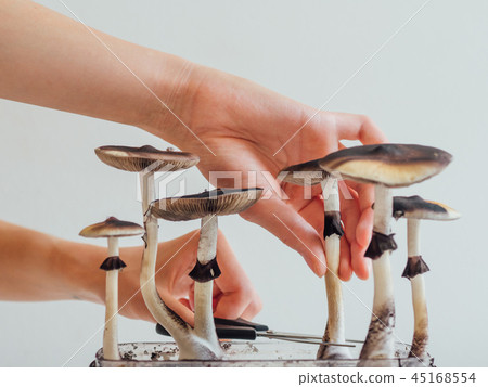 Hards picking magic psilocybin mushroom into box close up 45168554