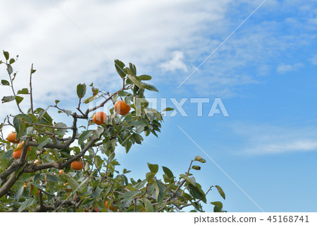 persimmon persimmon 45168741