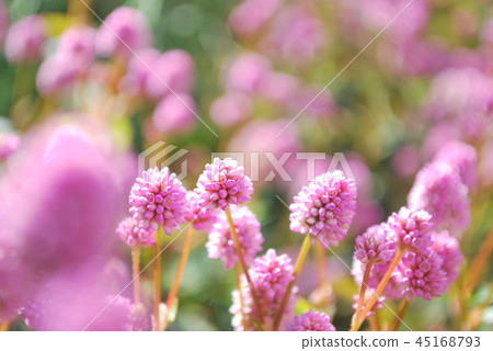 姬鶴蕎麥麵 姬鶴蕎麥麵 45168793