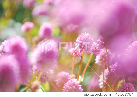姬鶴蕎麥麵 姬鶴蕎麥麵 45168794