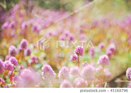 姬鶴蕎麥麵 45168796