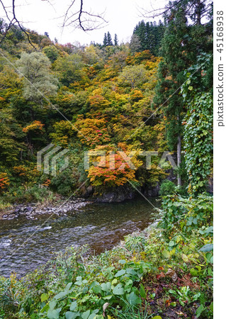 Autumn leaves of Kiyotsukyo 45168938