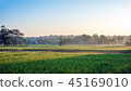 The green field and the sunlight in the morning 45169010