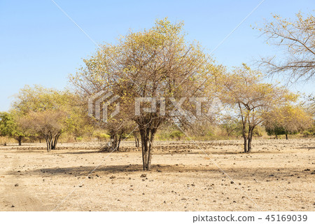 Scenery of Savanna on Doro Ncanga Scenery of Savanna on Doro Ncanga 45169039