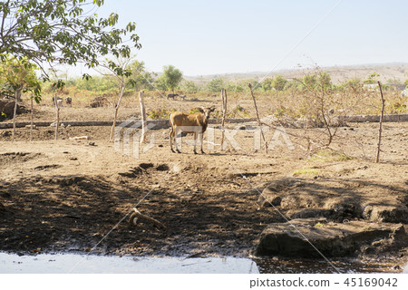 Cow on the cattle area on sumbawa Cow on the cattle area on sumbawa 45169042