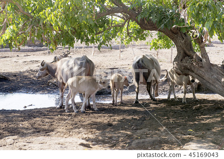 White buffalo sumbawa take shelter under a trees White buffalo sumbawa take shelter under a trees 45169043