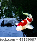 Japanese carp swimming in the dark pond  45169097