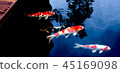 Japanese carp swimming in the dark pond  45169098