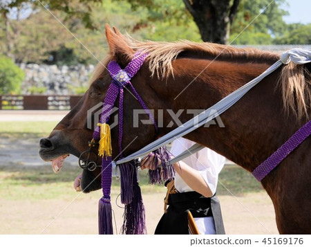 Horses who yawn, thank you very much! (Kumamoto castle drifting horse) 45169176