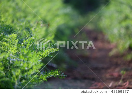 Field 45169177