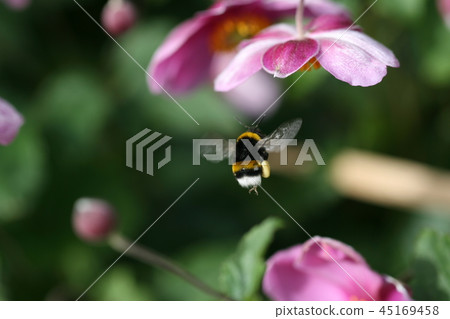 鮮花和蜜蜂 45169458