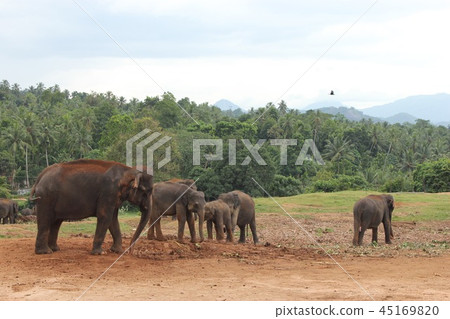Elephant of Pinnawala 45169820