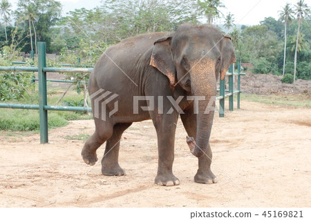 Elephant of Pinnawala 45169821