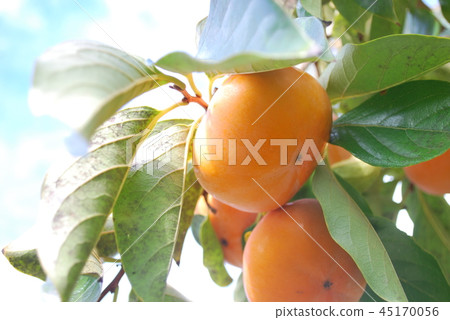 Jiro persimmon Jiro persimmon 45170056