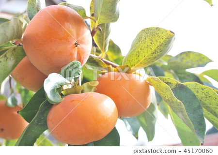 Jiro persimmon Jiro persimmon 45170060